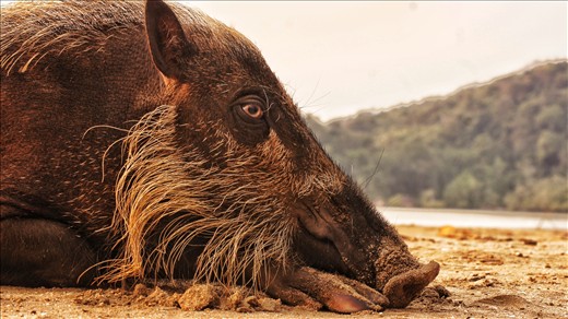 Now i do love my wildlife, and this wild pig in Sarawak just loved the sun. 