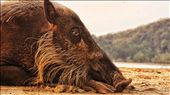 Now i do love my wildlife, and this wild pig in Sarawak just loved the sun. : by jlrobinson1, Views[296]