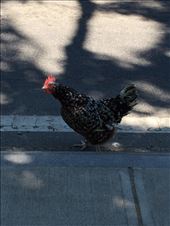 Oak Bluffs : by jm212, Views[155]