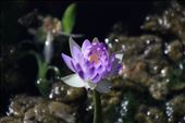 A nice Water Lilly in the Bitter Springs pool: by jmandjm, Views[260]