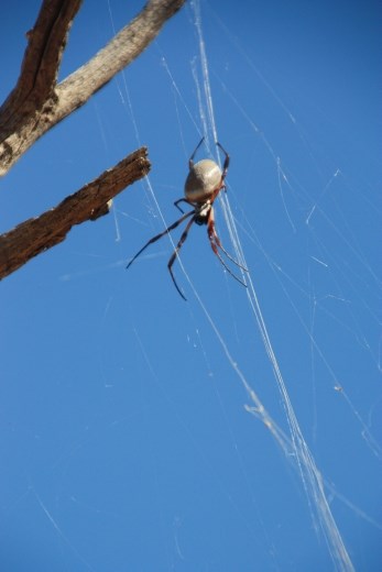 A large spider waiting for prey out in the scrub