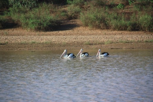 Some of the abundant birdlife on the waterhole