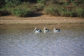 Some of the abundant birdlife on the waterhole: by jmandjm, Views[257]