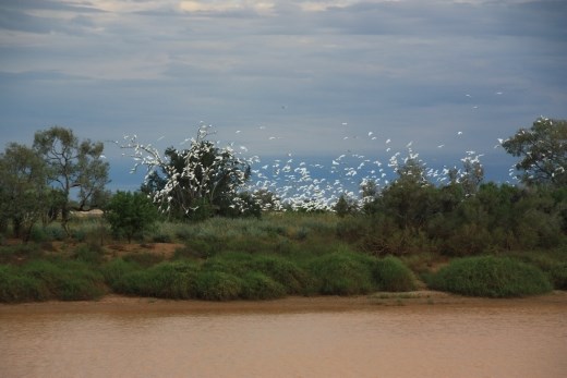 Just some of the massive number of Corellas at the waterhole - their noise was incredible!