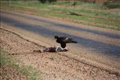A gruesome but common sight in the outback - a Wedgetail Eagle feasting on roadkill: by jmandjm, Views[409]