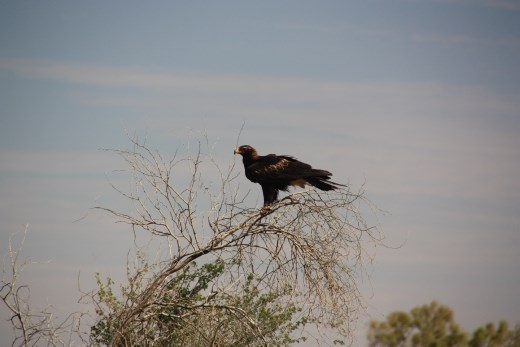 One of the many large Wedgetail Eagles we found feasting on road kill 