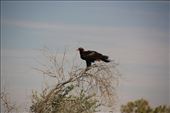 One of the many large Wedgetail Eagles we found feasting on road kill : by jmandjm, Views[406]