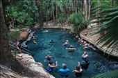 The thermal pool at Mataranka Springs - a different location to Bitter Springs: by jmandjm, Views[445]