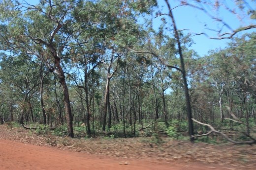 A view of some of the vegetation on the way out to Nhulunbuy - it was surprisingly green.