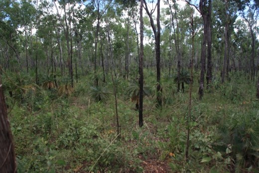 The vegetation on the road out to Nhulunbuy was very lush and green and almost tropical in places