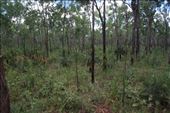 The vegetation on the road out to Nhulunbuy was very lush and green and almost tropical in places: by jmandjm, Views[231]