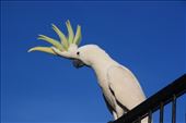 A resident Cockatoo waiting to greet us in the campground at Nhulunbuy: by jmandjm, Views[295]