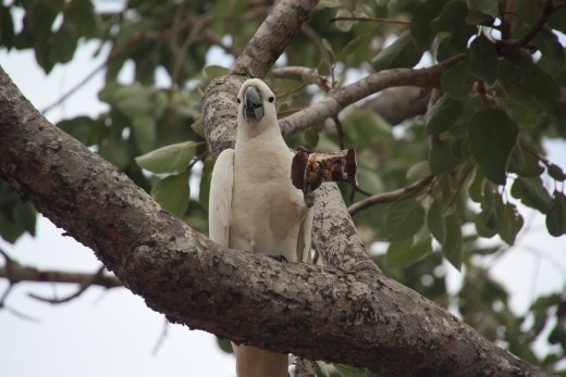 One of the resident cockatoos stole a muesli bar off our table and feasted on it - we were within a metre when he swooped!