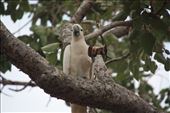 One of the resident cockatoos stole a muesli bar off our table and feasted on it - we were within a metre when he swooped!: by jmandjm, Views[270]