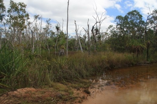 Some of the very dense and lush vegetation near Nhulunbuy - it would be very easy to get very lost.