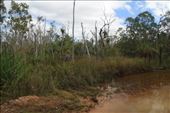 Some of the very dense and lush vegetation near Nhulunbuy - it would be very easy to get very lost.: by jmandjm, Views[291]