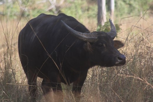Up close and personal (perhaps too close) with one of the large Water Buffalos