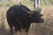 Up close and personal (perhaps too close) with one of the large Water Buffalos: by jmandjm, Views[278]
