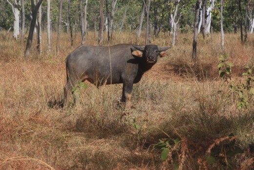 Another of the many Water Buffalos - this time from the safety of the car!