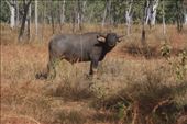 Another of the many Water Buffalos - this time from the safety of the car!: by jmandjm, Views[239]