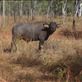 Another of the many Water Buffalos - this time from the safety of the car!: by jmandjm, Views[228]