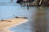 One of the freshwater Crocs on the Daly River - he scarpered as soon as I got close: by jmandjm, Views[243]