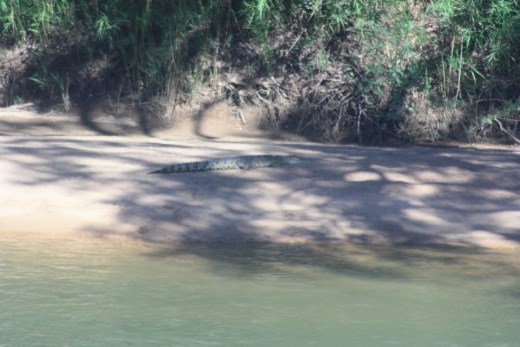 A large salty on the bank of the river opposite the Daly River Hotel