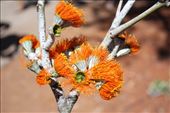 One of the many very attractive gum flowers on the trees in Litchfield: by jmandjm, Views[262]