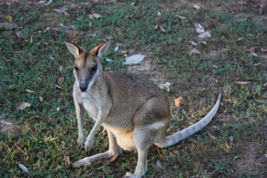 A friendly Agile Wallaby in the campground at Wangi Falls