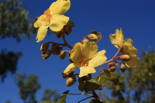 A typical wild flower in the area
