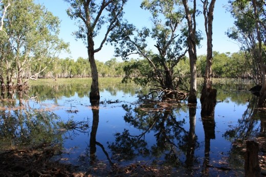 A very full Tabletop Swamp on the plateau in Litchfield