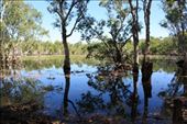 A very full Tabletop Swamp on the plateau in Litchfield: by jmandjm, Views[251]