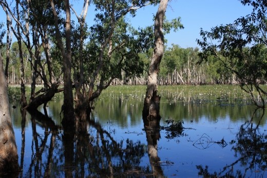 Another view of Tabletop Swamp
