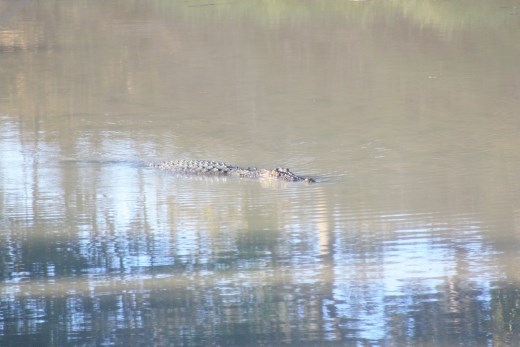 One of the large crocs cruising around in the East Alligator River just above the crossing