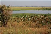Some of the Wetlands in Arnhem Land near Cahill's Crossing: by jmandjm, Views[201]
