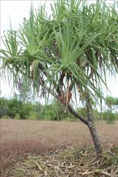 A Pannadus Palm bearing fruit - not a common sight: by jmandjm, Views[194]