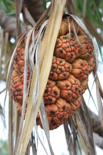 A close up of the fruit