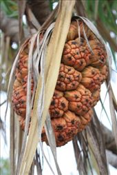 A close up of the fruit: by jmandjm, Views[182]