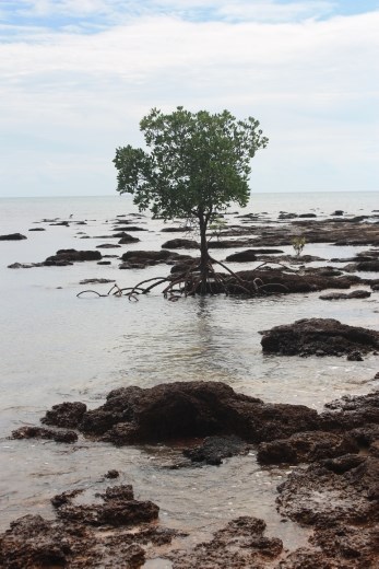 A lone Mangrove tree makng a statement on the rocks