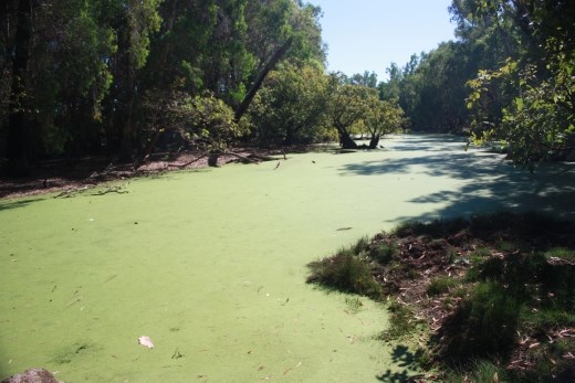 A lagoon near Murgenella covered in vivid green weed