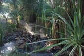 Early morning view of the hot spring showing the steam coming off the surface in the water surface in the cool morning air: by jmandjm, Views[233]