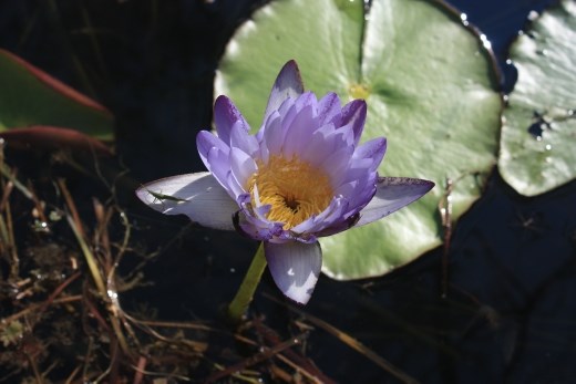 A close up of a water lily (complete with insect) at Crocodile Spring