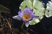 A close up of a water lily (complete with insect) at Crocodile Spring: by jmandjm, Views[155]