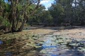 A view over the lily covered pool at Crocodile Spring: by jmandjm, Views[796]
