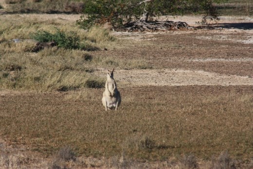 An Agile Wallaby at the bore seemed interested in what we were doing