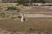An Agile Wallaby at the bore seemed interested in what we were doing: by jmandjm, Views[136]