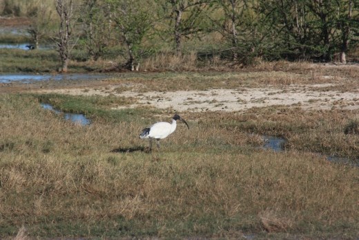 A Jabiru found it's way to the bore early in the morning