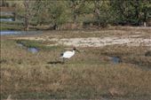A Jabiru found it's way to the bore early in the morning: by jmandjm, Views[213]