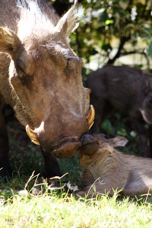 Every creature finds comfort in touch