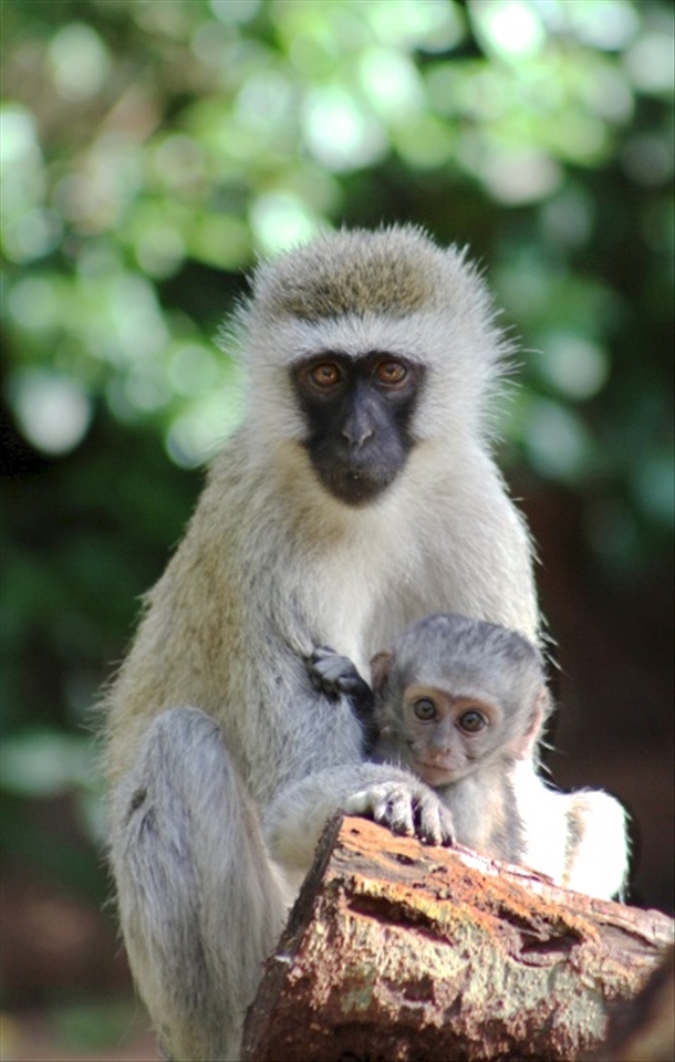 Mothers are always protective and babies are always curious